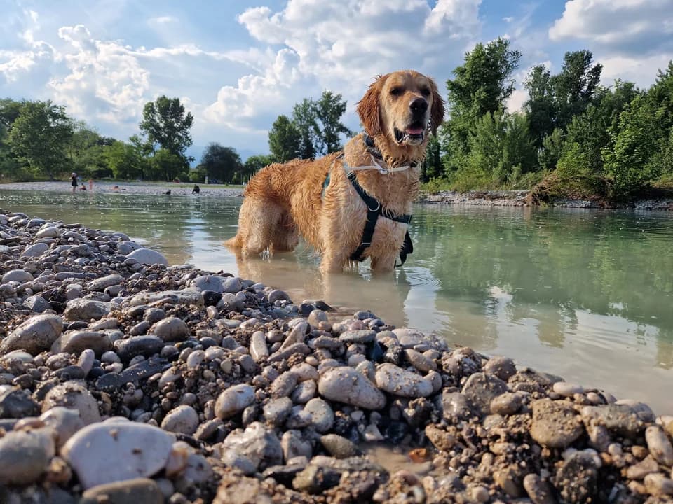 A golden retriever standing in a shallow river beside a pebbled bank