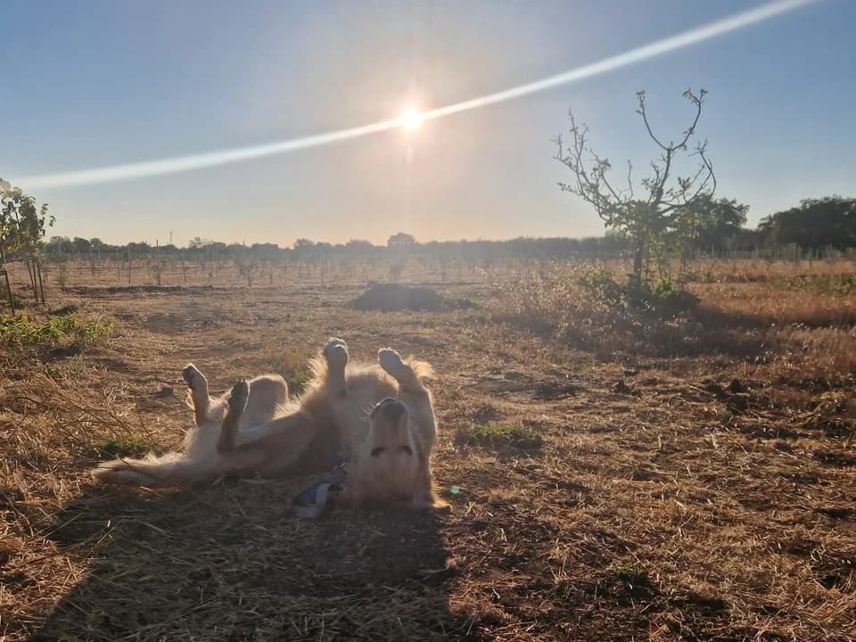 A dog relaxing in a sunlit field