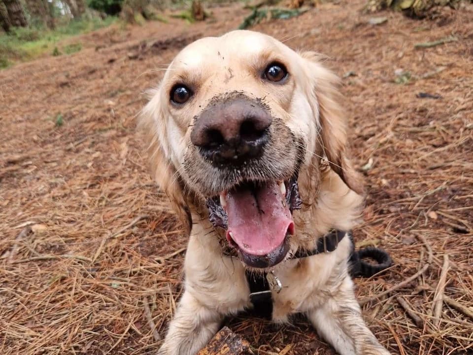 A dog enjoying a woodland walk