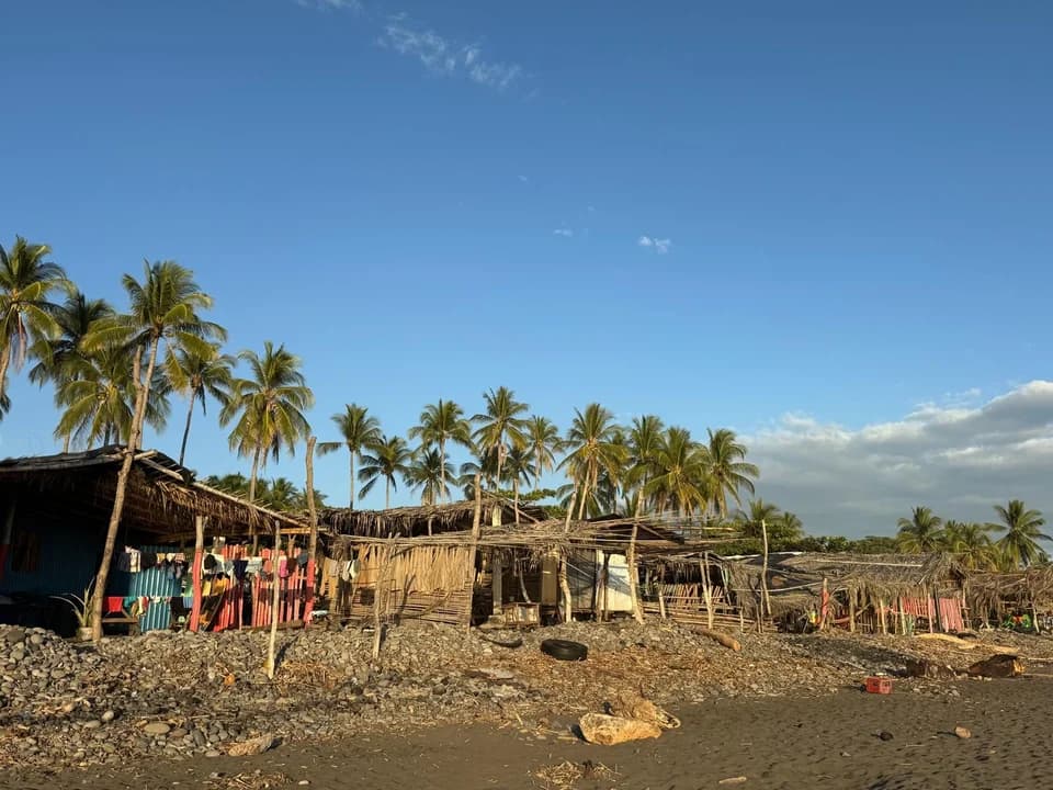Palm trees along a black-sand beach